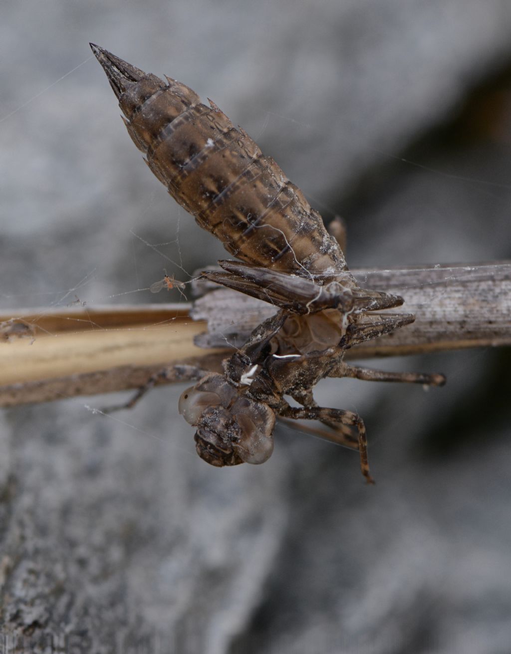 Aeshnidae: exuvia di Aeshna cyanea